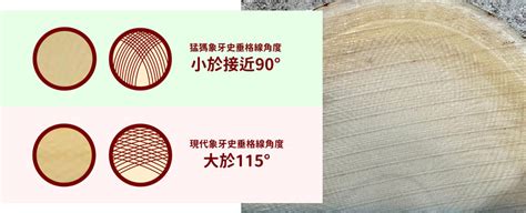 象牙印章分辨|象牙辨伪？以及鉴定象牙制品年代